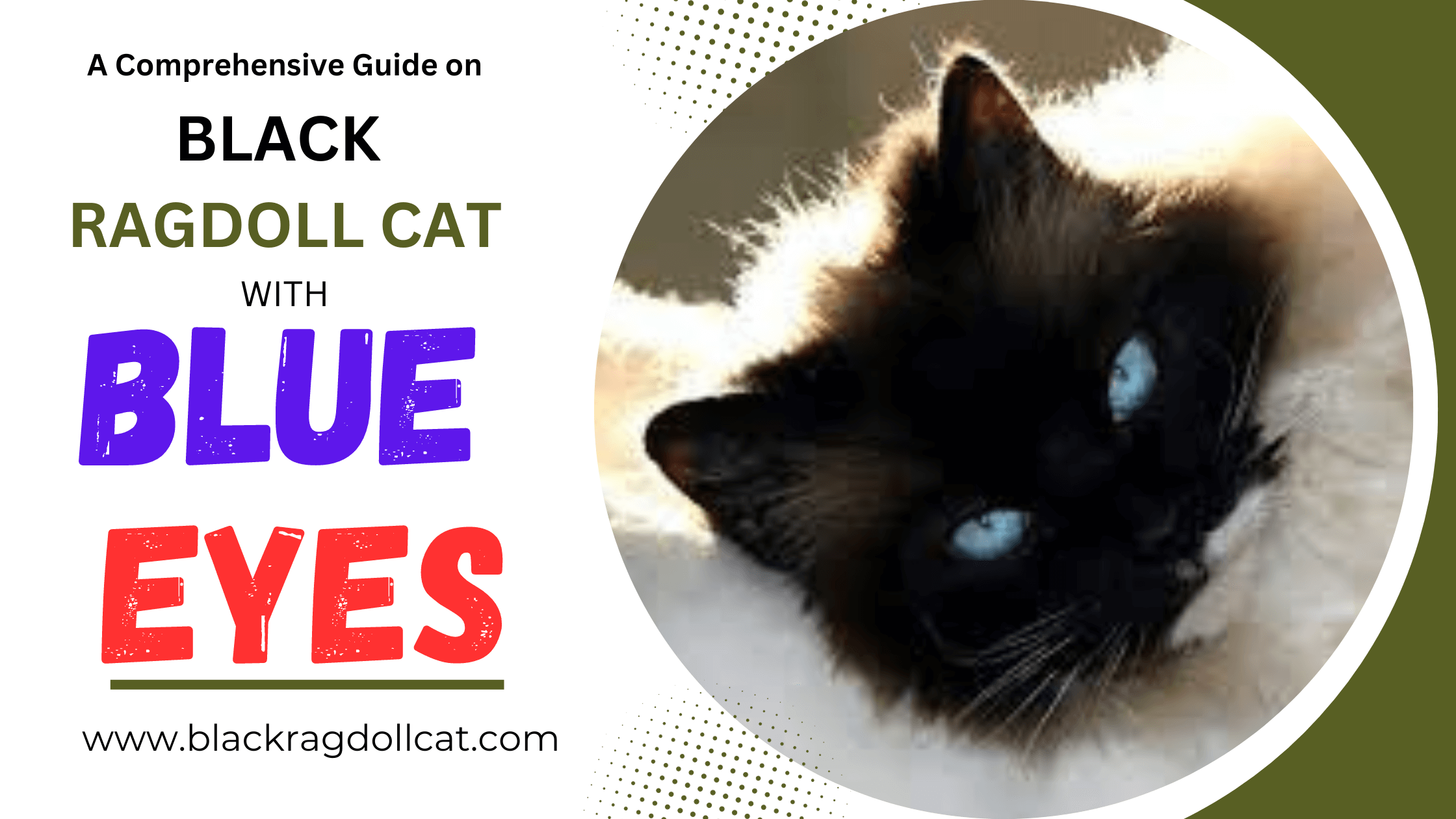 RAGDOLL CAT with blue eyes