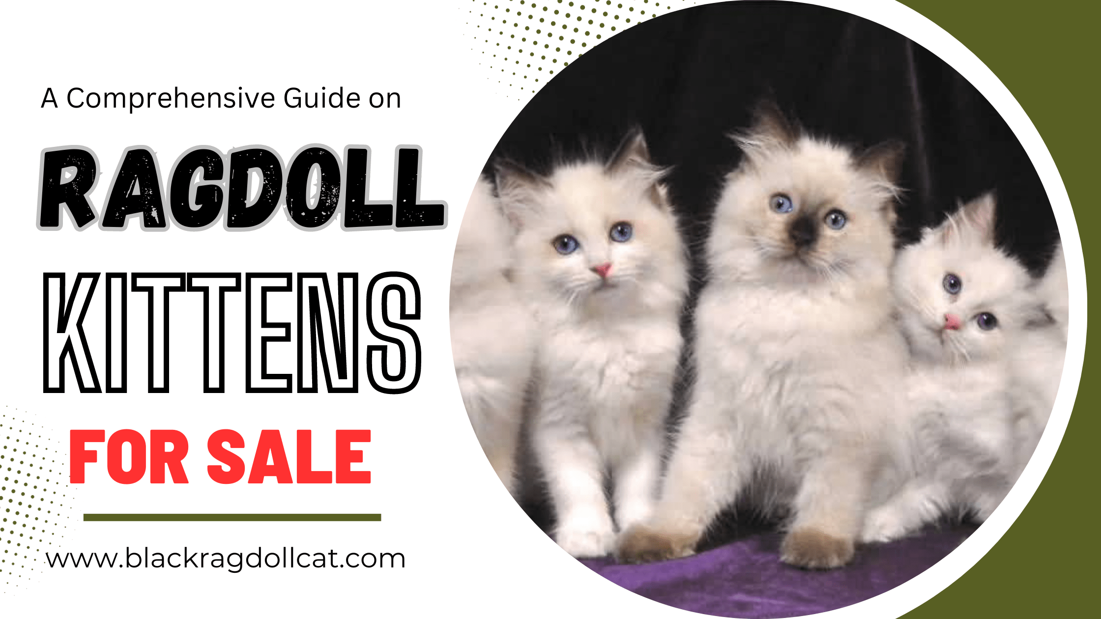 Ragdoll Cats and Their Health