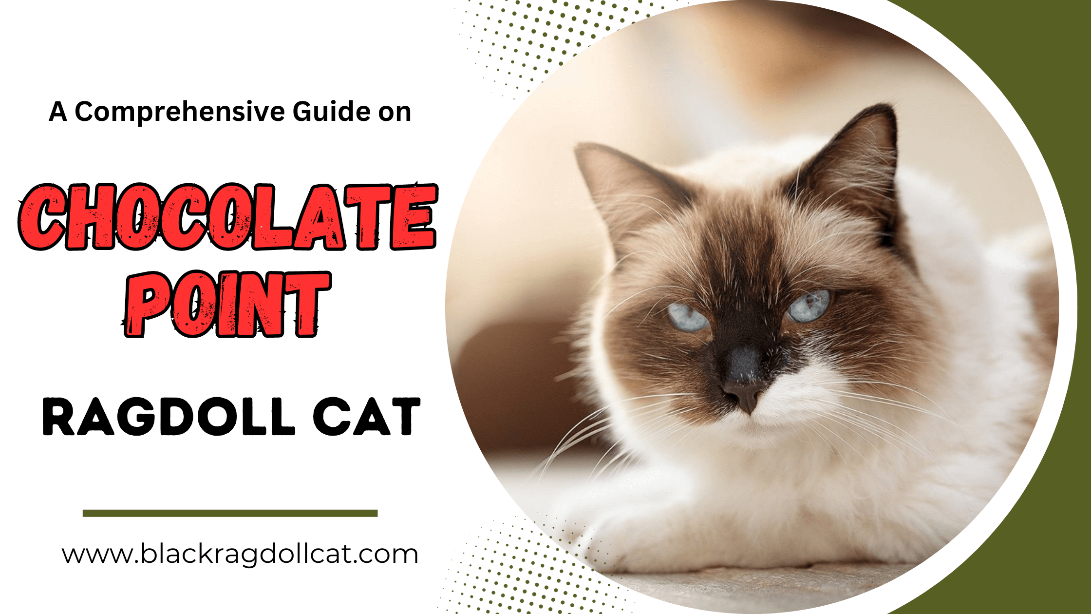 chocolate point ragdoll cat