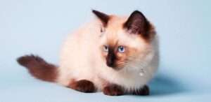 chocolate-point-Ragdoll cat