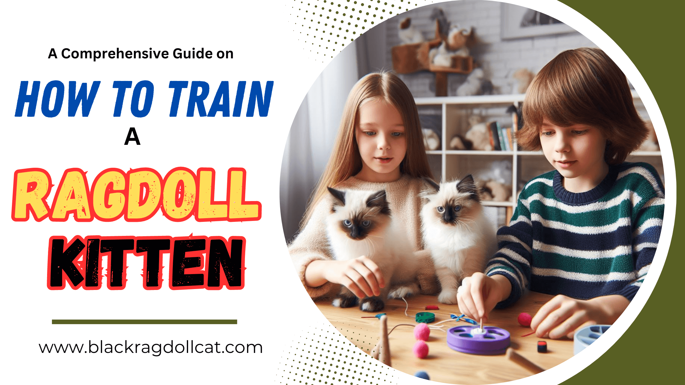 How to Train a Ragdoll Kitten