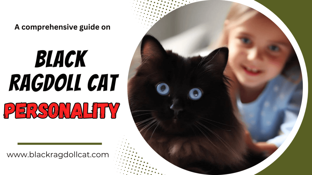Black ragdoll cat personality
