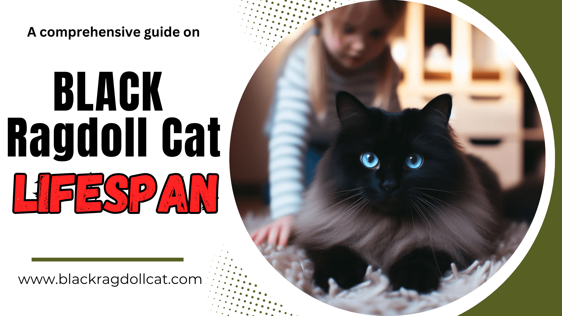 black ragdoll cat lifespan