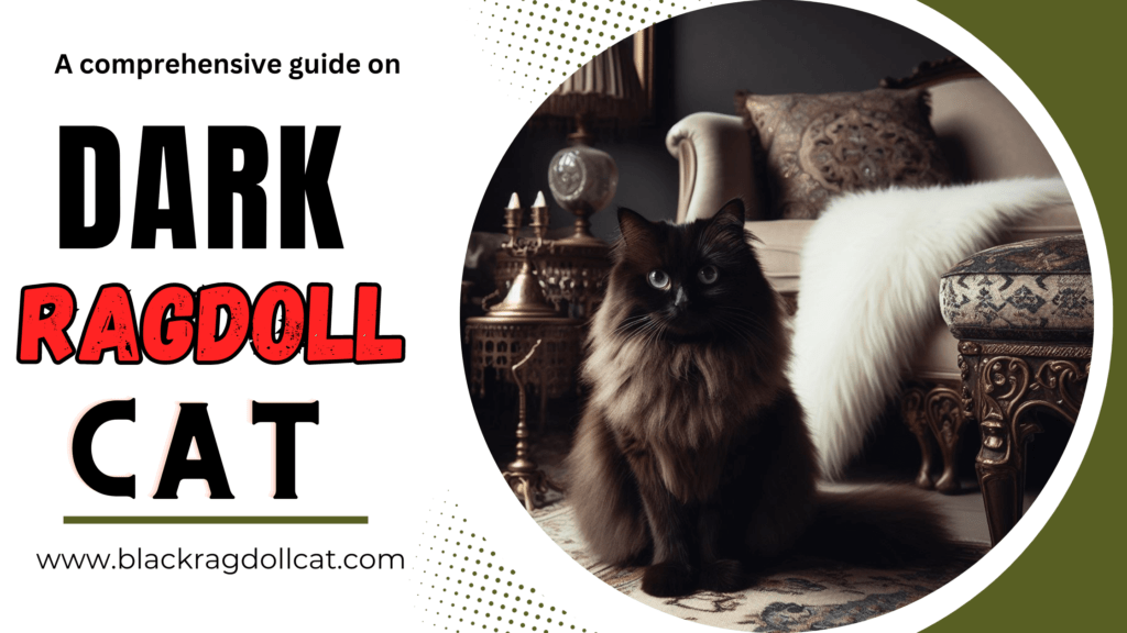 Dark Ragdoll Cat